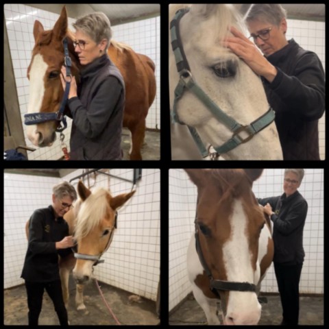 Magda Roelofs Horse Release & Balance Magda Roelofs Horse Release & Balance