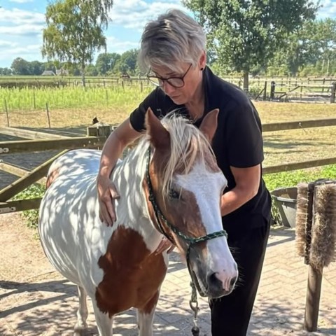 Magda Roelofs Horse Release & Balance Magda Roelofs Horse Release & Balance