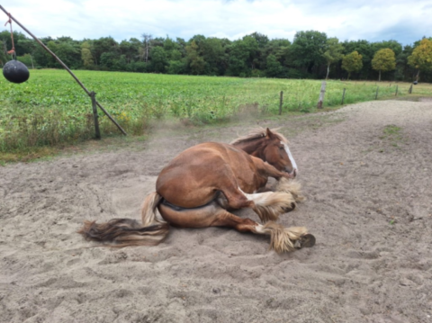 Magda Roelofs Horse Release & Balance