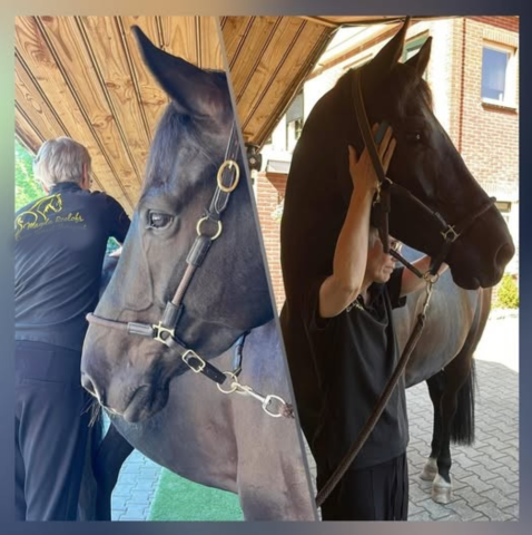 Magda Roelofs Horse Release & Balance
